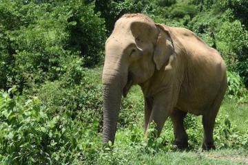 世界大象日:中国游客在泰国骑大象人数下降